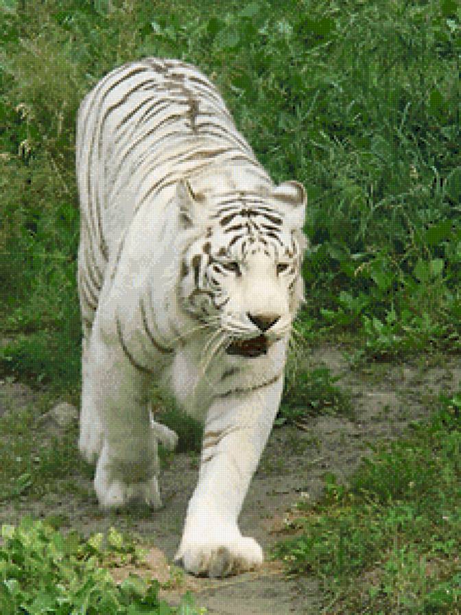 белый тигер - животние - предпросмотр