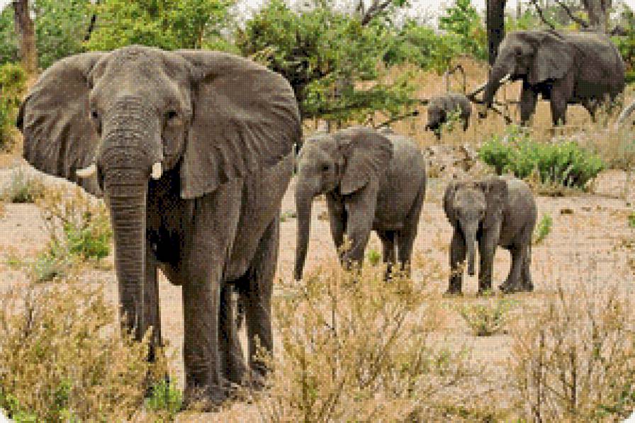 симья - животние - предпросмотр