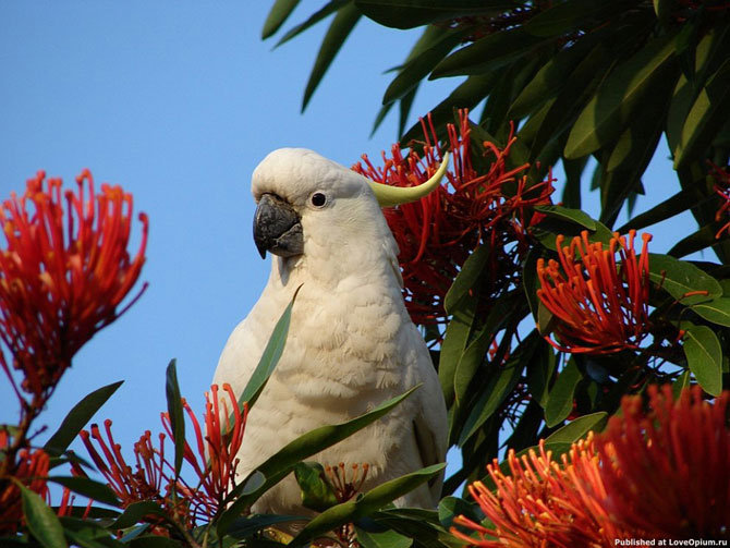 птица - животние - оригинал