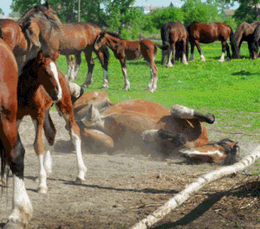 лошади - животние - предпросмотр