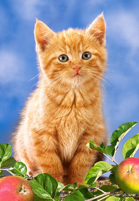 котенок - фрукты, кошки, котик, котята, животные, яблоки, кот, кошка - оригинал