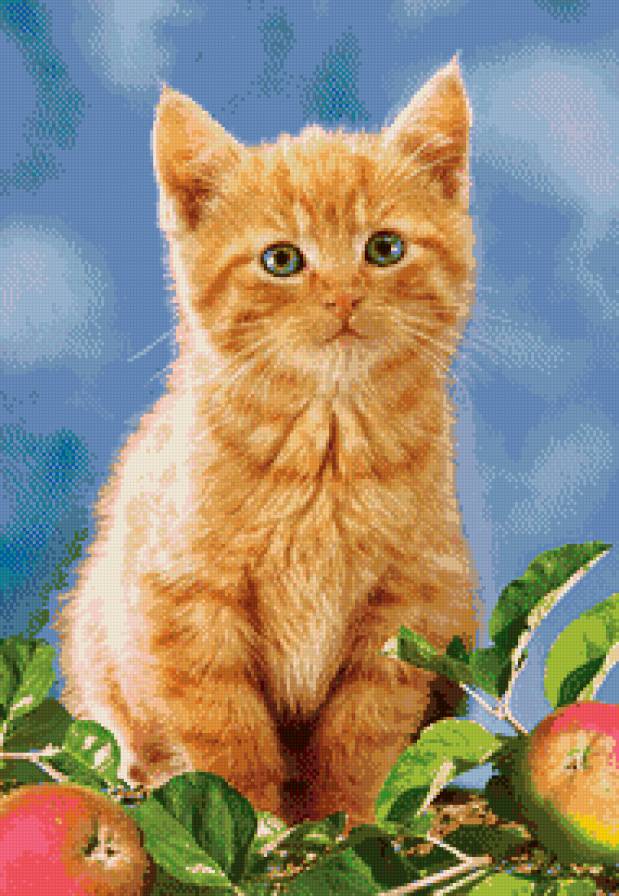 котенок - котик, яблоки, животные, котята, фрукты, кошки, кот, кошка - предпросмотр