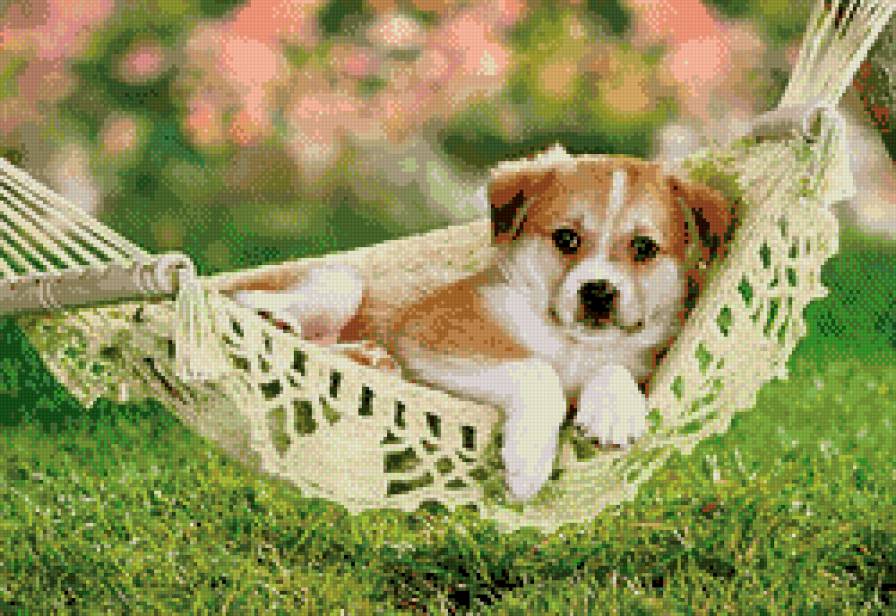 щеночек - собачки, щенки, собака, щенок, собаки, песики, животные - предпросмотр