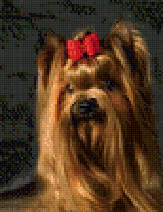 Йоркширский терьер - собачка, йоркширский, собаки, собака, терьер, животное, питомец - предпросмотр