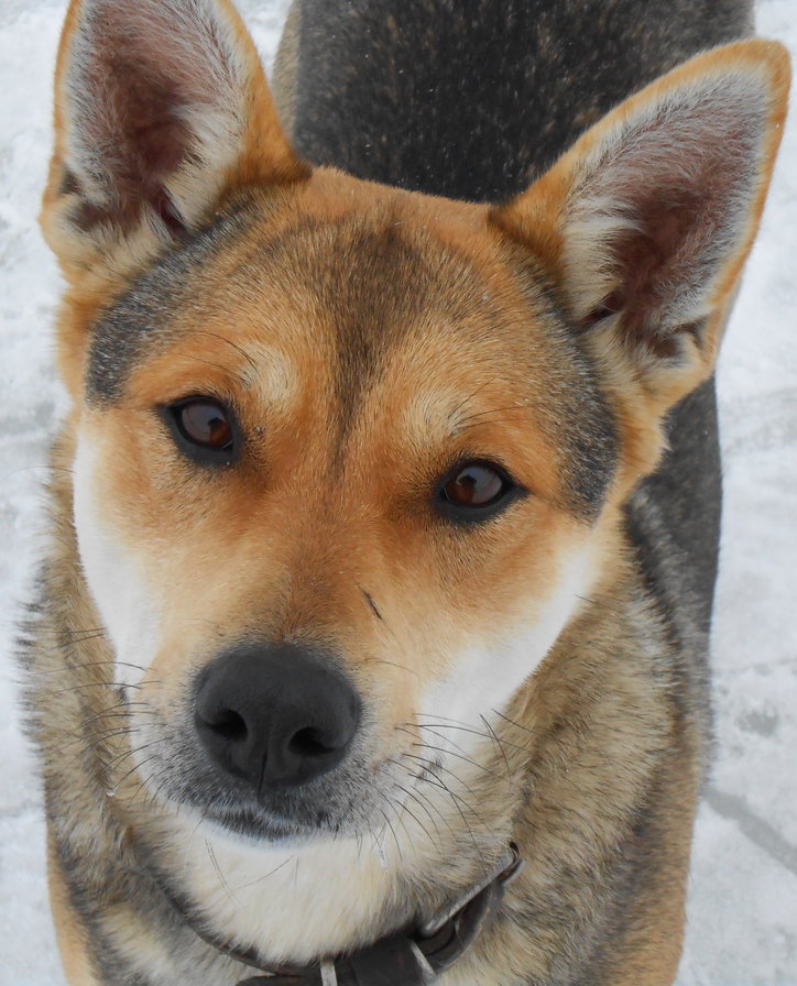 Ача - животные, собаки - оригинал