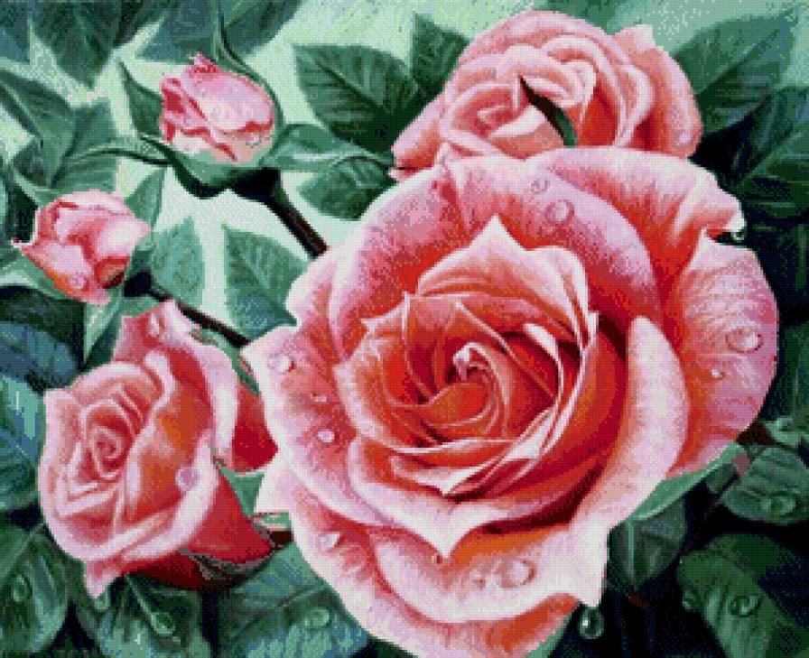 Прекрасные розы - розы, цветы, роса - предпросмотр