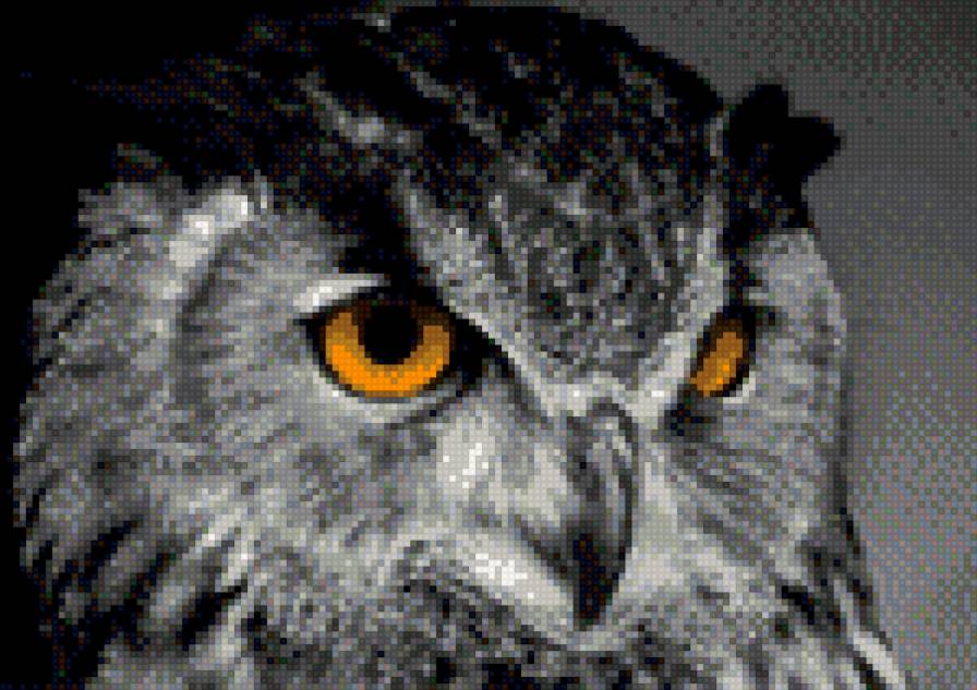 Сова - птицы, сова - предпросмотр