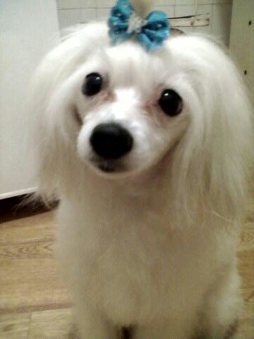 бонька - китайская хохлатая - оригинал