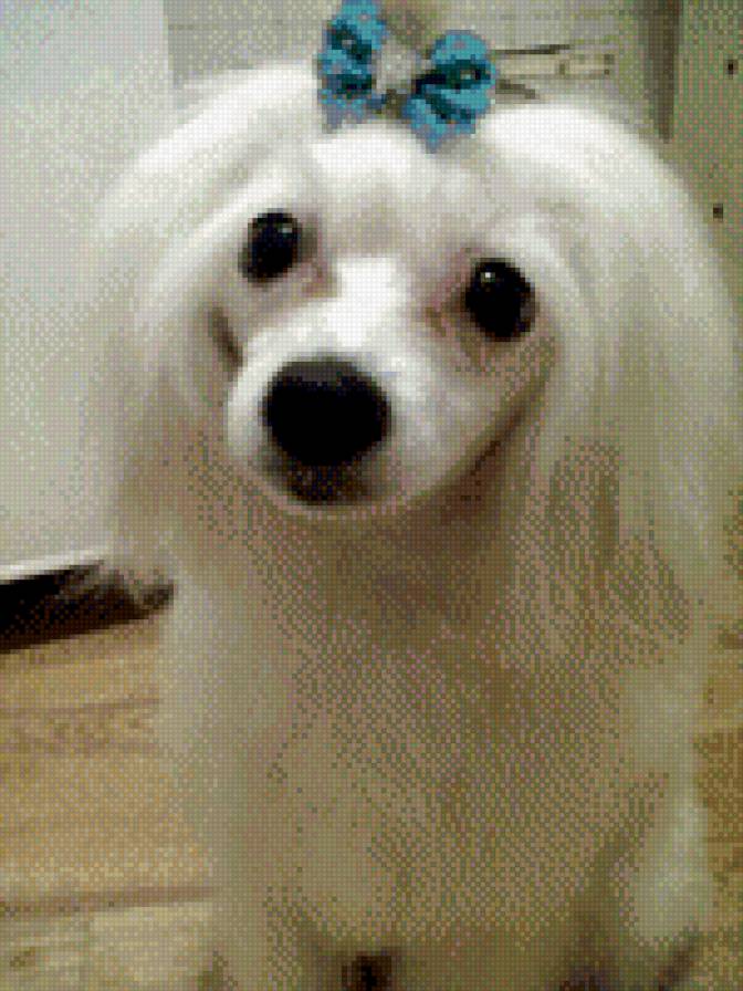 бонька - китайская хохлатая - предпросмотр