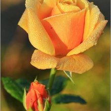 Схема вышивки «серия "розы"»