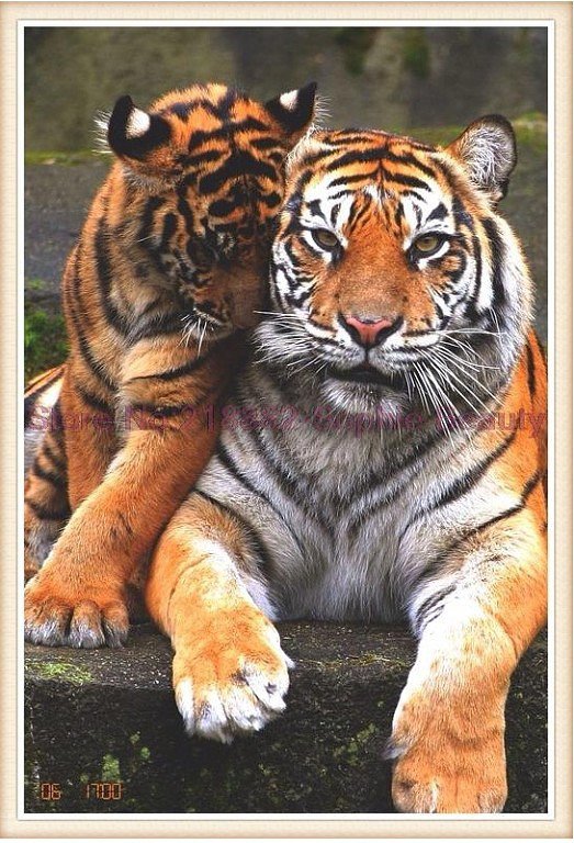 тигры - оригинал