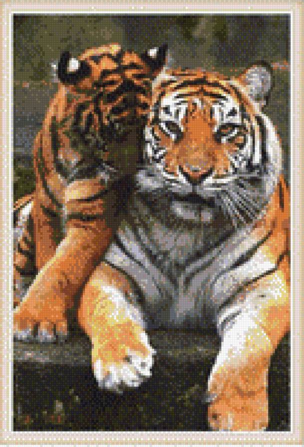 тигры - предпросмотр
