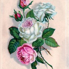 Схема вышивки «серия "розы"»