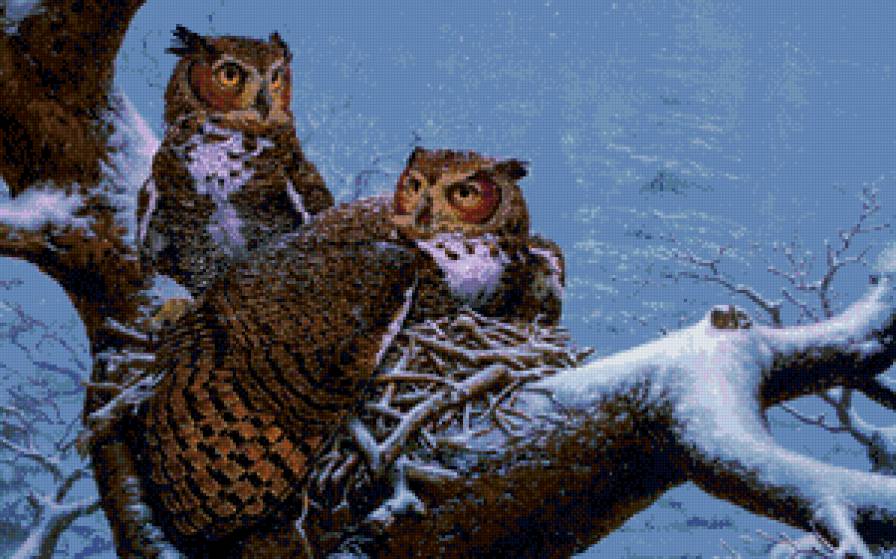 на гнезде - природа, совы, гнездо, лес - предпросмотр