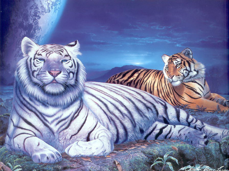 белый и рыжий - тигр, животные, большие кошки - оригинал
