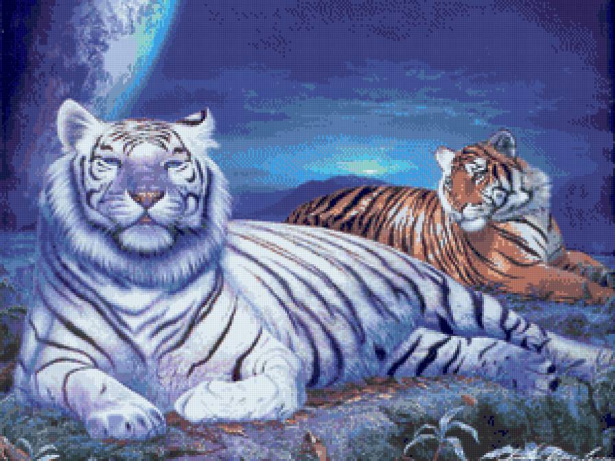 белый и рыжий - животные, большие кошки, тигр - предпросмотр