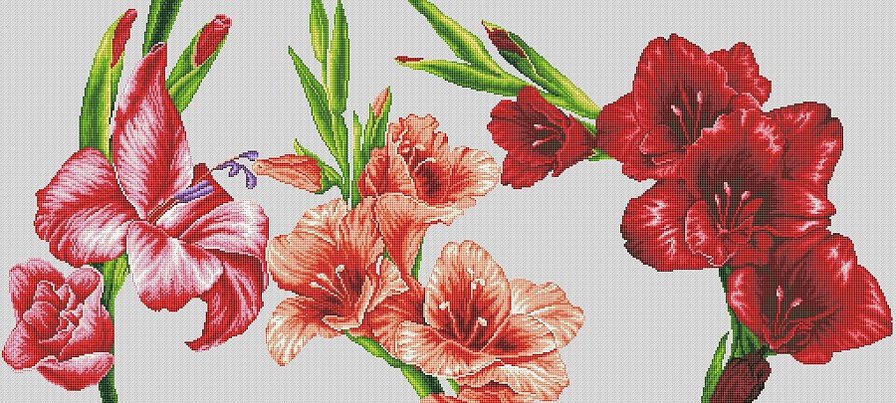 гладиолусы - цветы.гладиолусы - оригинал