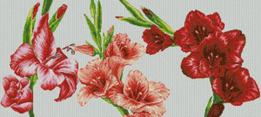 гладиолусы - цветы.гладиолусы - предпросмотр