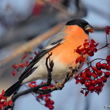 Схема вышивки «Sarkankrūtītis»