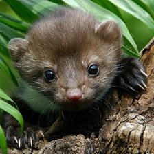 Схема вышивки «Куница»