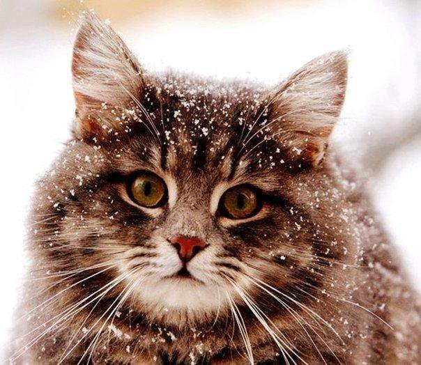 киса - котенок, киска, кот, животные, киса - оригинал