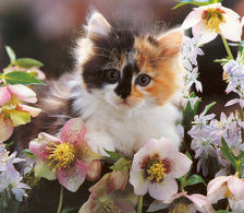 Схема вышивки «киса»