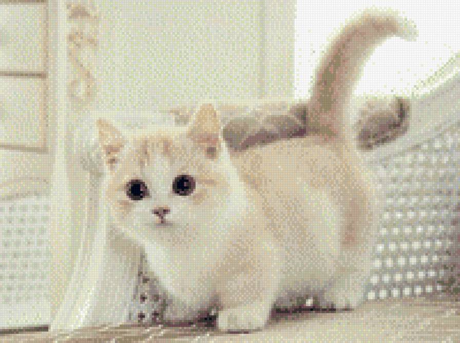 Котенок - предпросмотр