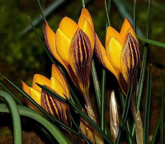 ц - оригинал