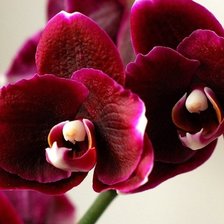 Схема вышивки «орхидея бордо»