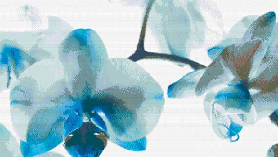 морская орхидея - предпросмотр