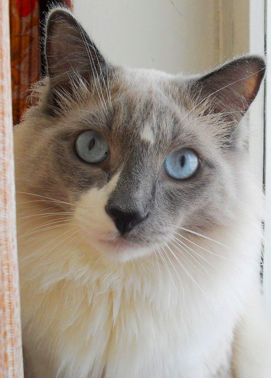 милаха - оригинал