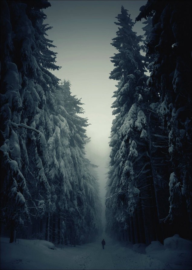 Одиночество может быть прекрасным - прогулка, лес, зима - оригинал