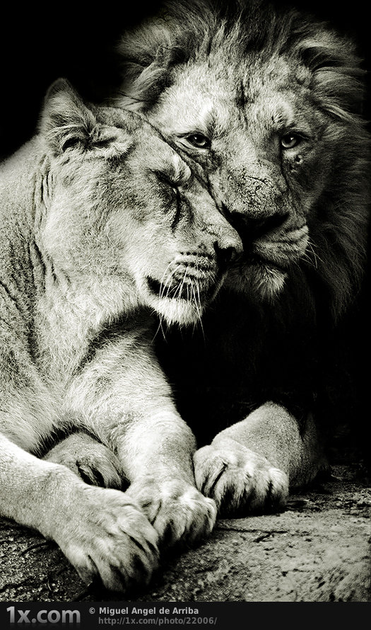 Монохром львы - оригинал