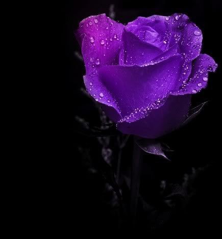 роза - цветы, роза - оригинал