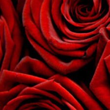 Триптих красные розы (1 часть)