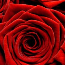 Схема вышивки «Триптих красные розы (2 часть)»