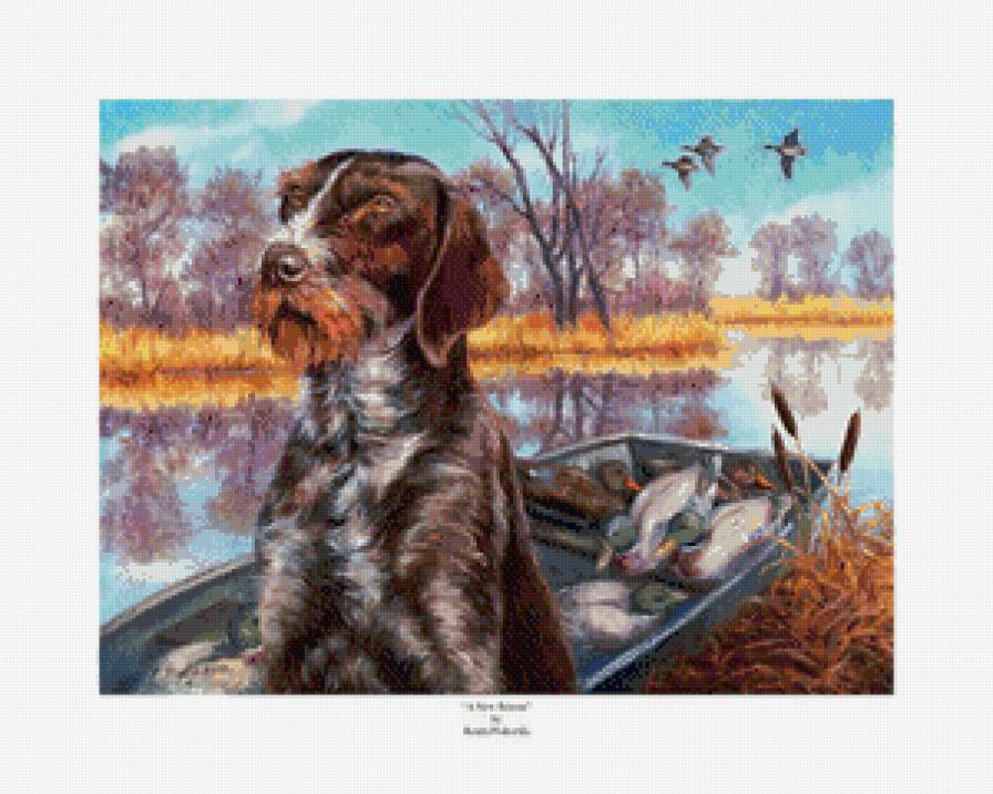 дратхаар с добычей - собаки - предпросмотр