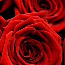 Схема вышивки «Триптих красные розы (3 часть)»