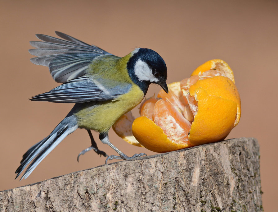 Синичка и мандарин - птица, синица, мандарин - оригинал