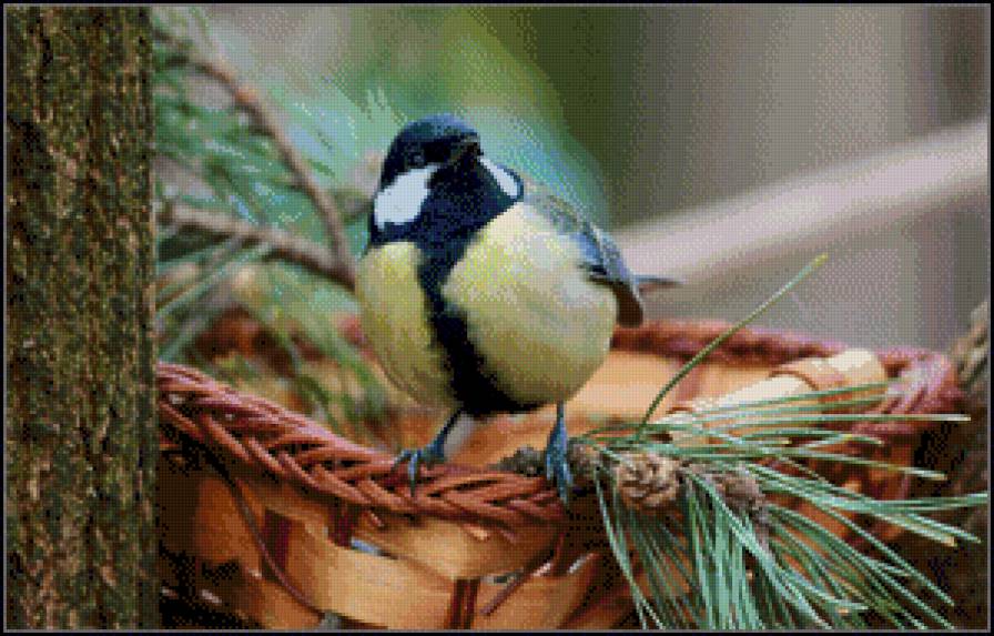 Синичка у сосны - птица, синица, сосна - предпросмотр