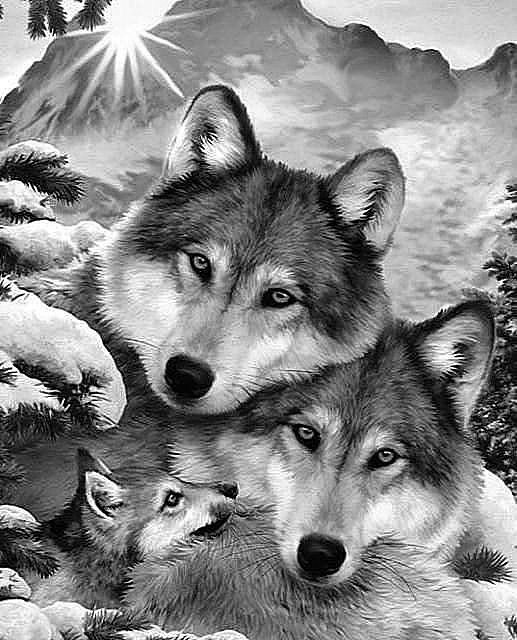 Волки - волки, пара, семья - оригинал