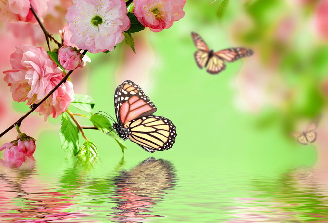 Бабочки - оригинал