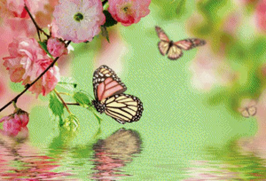 Бабочки - предпросмотр