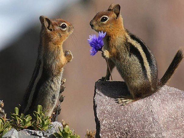бурундуки - звірі - оригинал