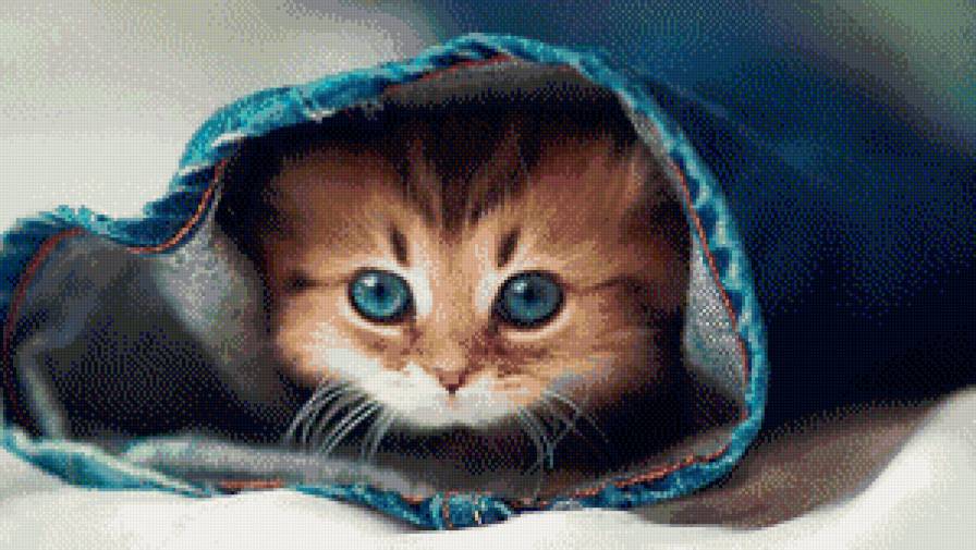 Котик - тварини - предпросмотр