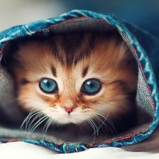 Схема вышивки «Котик»