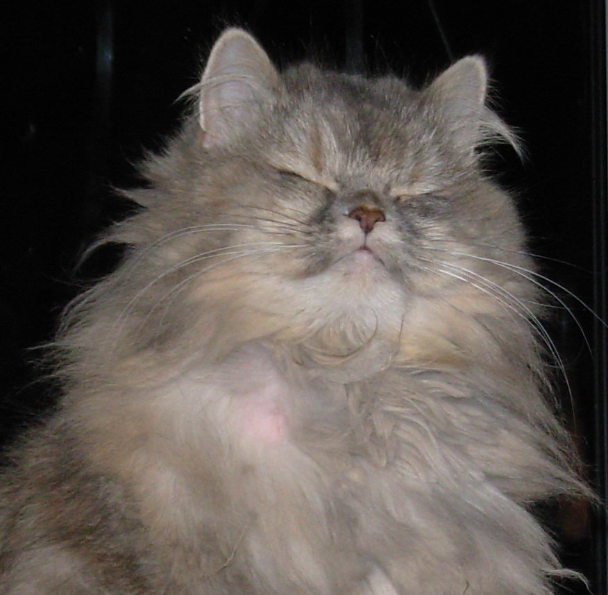 кошка - кошка, кошки, животные - оригинал