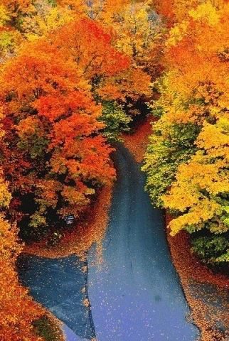 осінь - ліс, природа, дорога - оригинал