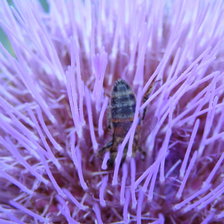 Схема вышивки «подушка»