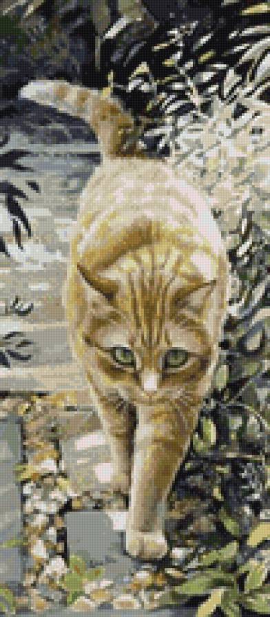 Рыжий кот - кот, животные, кошка - предпросмотр